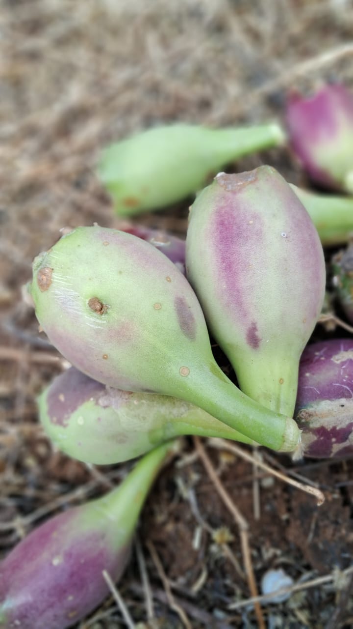 Chapatikalli fruit - Image 2
